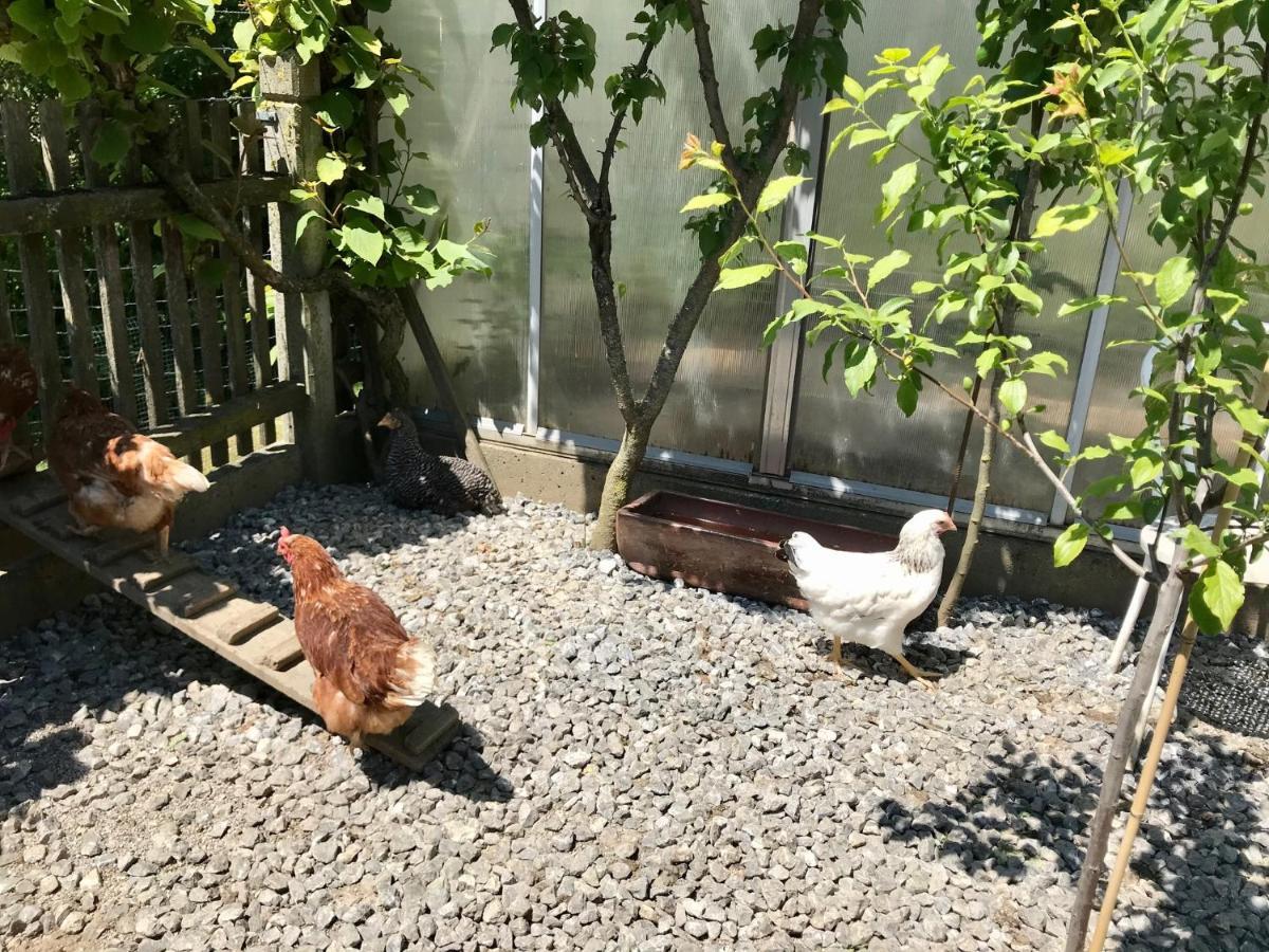 Ferienwohnung Draexl Garten Und Bergblick Nußdorf am Inn Dış mekan fotoğraf